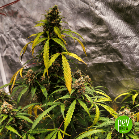 Lavender Auto Spanish Bulk seeds